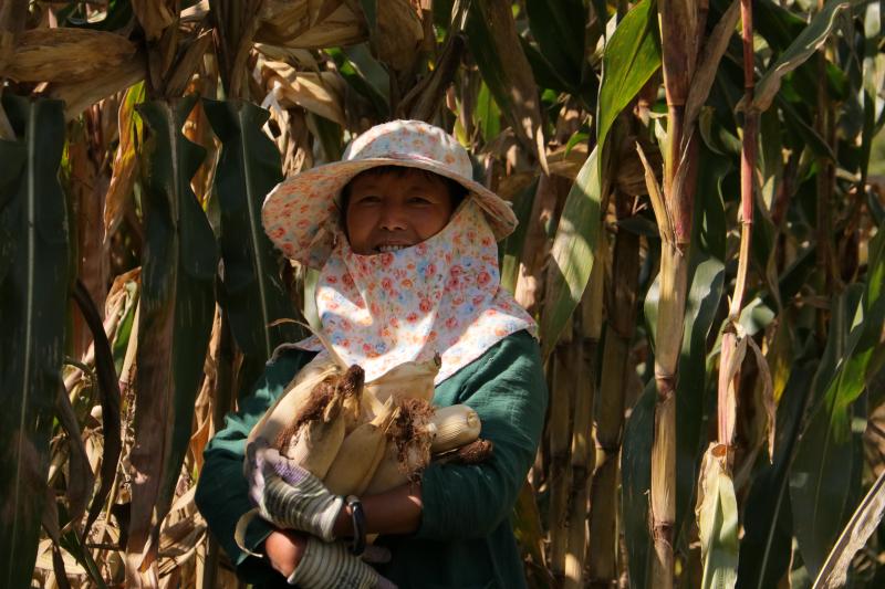 玉米金黃，農戶秋收忙